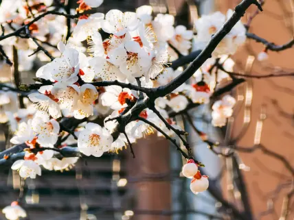 Casino777 Casino App Mobile